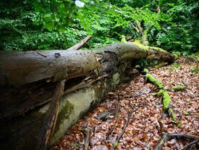 Waldbericht zeigt Fichten-Minus, mehr Vielfalt und Invasoren