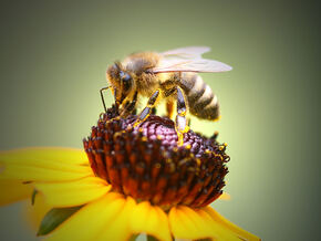 Bienen unter der Linse