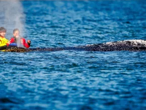 Gestrandeter Buckelwal wieder in der Nordsee