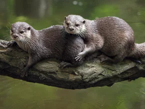 Seit 2020 rund 1.300 geschützte Tiere in Österreich getötet