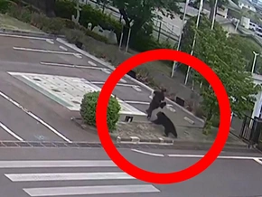 Bärenangriff in Japan: Mehrere Menschen verletzt