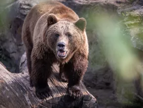 Wanderer in der Slowakei von Bärin verletzt