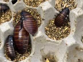 Rekordfund von Kakerlaken in Australien
