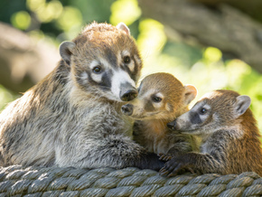 Nasenbären-Jungtiere machen erste Ausflüge im Zoo Schönbrunn