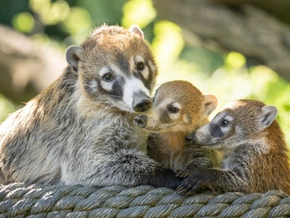 Nasenbären-Jungtiere machen erste Ausflüge im Zoo Schönbrunn