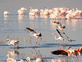 “Flamingo-Bewegung” – Donald Trumps Schwiegersohn sorgt für Protest