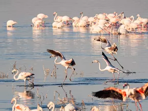 “Flamingo-Bewegung” – Donald Trumps Schwiegersohn sorgt für Protest