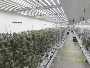 Eine Tonne Cannabis in Wien sichergestellt