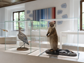 Tiroler Landesmuseen-Ausstellung zeigt flexible Natur
