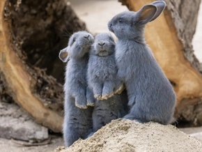 Erstmals Nachwuchs bei Blauen Wienern im Zoo Schönbrunn