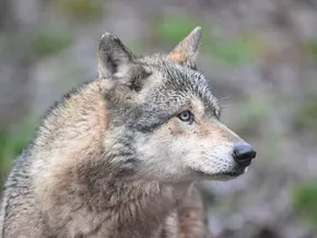 Südtirol beteiligt an internationalem Wolfsmonitoring
