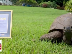 Älter als der Eiffelturm: Ehrung für Schildkröte Jonathan - VIDEO