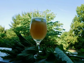 Brennnessel-Bier: Wir haben es ausprobiert