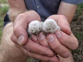 Forschende greifen dem Steinkauz unter die Schwingen