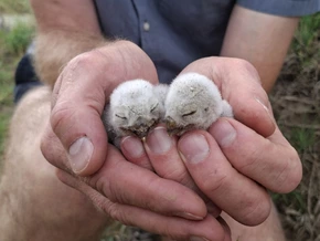 Forschende greifen dem Steinkauz unter die Schwingen