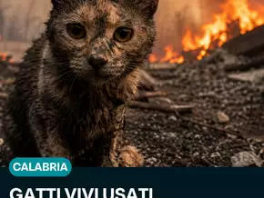 Entsetzen in Kalabrien: “Katzen als lebende Brandstifter missbraucht”