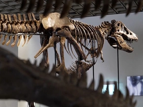 Das ist das teuerste Dino-Skelett der Welt