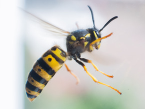 Insekt in Helm löst Mopedunfall in Tirol aus