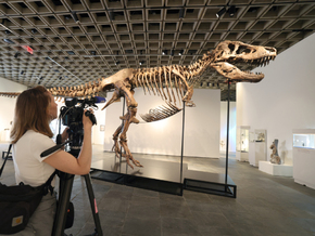 Rekord: T-Rex-Skelett für 50 Millionen Dollar versteigert