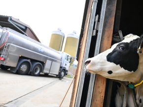 Kühe geben viel mehr Milch als noch vor zehn Jahren