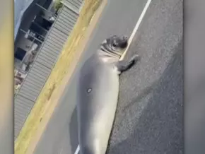 Petition in Australien für virale Robbe “Neil the Seal”