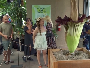 Sie stinkt: Diese seltene Blüte lockt Tausende Besucher an