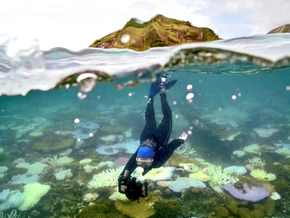 Warnung vor “Kollaps des Ökosystems” am Great Barrier Reef
