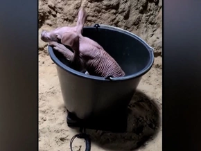 Zoo freut sich über putzigen Erdferkel-Nachwuchs