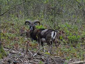 Warum forciert das Trentino die Mufflonjagd und welche Rolle spielt dabei der Wolf?