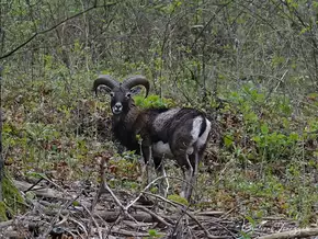Warum forciert das Trentino die Mufflonjagd und welche Rolle spielt dabei der Wolf?