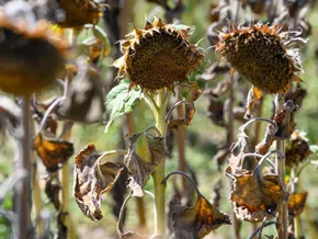 Afrikanische Hitzewelle: Bis zu 46 Grad in Italien