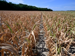 Klimawandel macht Umbau des ganzen Ernährungssystems nötig