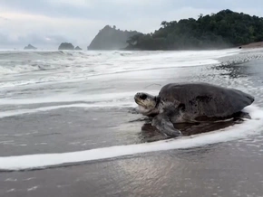 Erstmals seit 1997 wieder Lederschildkröten nachgewiesen - VIDEO
