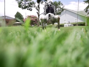 Haus und Garten: Roboterhunde ersetzen Wachhunde