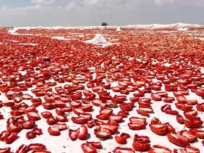 Hier trocknen Abertausende Tomaten in der Sonne