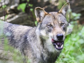Verordnung zeigt Wirkung - weniger Wolfsrisse in Tirol