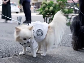 Japan: Kühlweste für Hunde