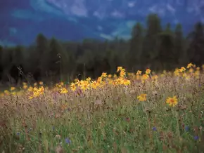 Natura 2000: Neue Managementleitlinien sollen Umsetzung voranbringen