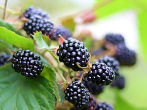 Gratis, gesund und voller Aroma: Jetzt wachsen die wilden Brombeeren