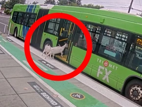 Entlaufene Ziegen nehmen den Linienbus