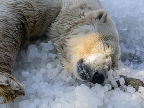 Schlafenden Eisbären in Norwegen geweckt: Zu Geldstrafe verurteilt