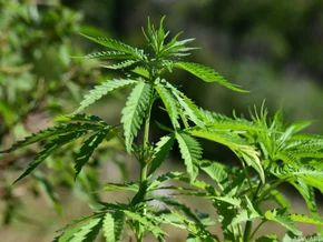 Deutscher wiegt Marihuana auf Obstwaage in Supermarkt ab