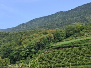 “Wasser speichern, ohne den Wald zu opfern”