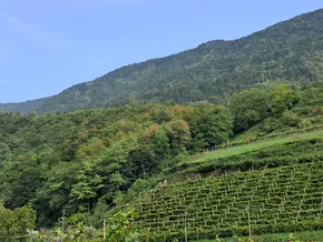 “Wasser speichern, ohne den Wald zu opfern”
