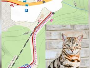 Cortina: Bengal-Katze Rocky in den Dolomiten entwischt