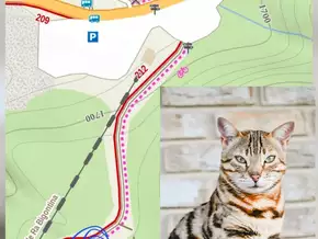 Cortina: Bengal-Katze Rocky in den Dolomiten entwischt