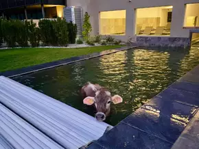 Wenn die Kuh baden geht