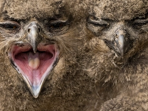 Südtiroler Fotograf gewinnt erneut bei BigPicture