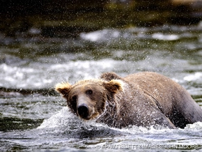 Dicker Sieger: Braunbär "Backpack" gewann "Fat Bear"-Wahl