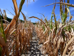 Frankreich befürchtet nach Extremsommer Ernteeinbußen